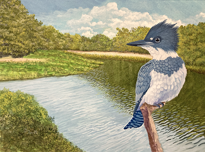 <em>Belted Kingfisher on the Ocmulgee</em><span>Gouache</span><span>12 x 9</span><span>$270</span>