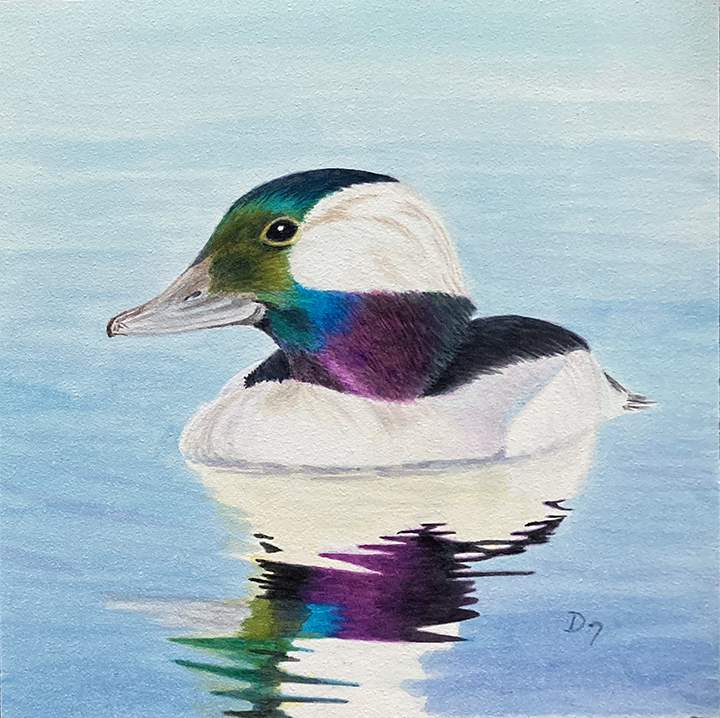 <em>Still Waters, Bufflehead</em><span>Neocolor</span><span>6 x 6</span><span>$120</span>