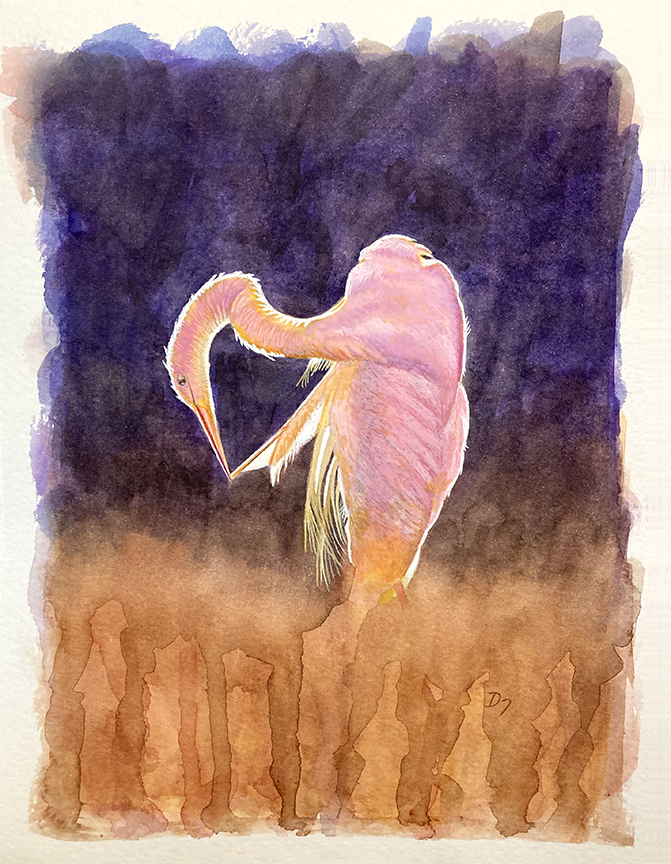 <em>Dusk Preening, Great Egret</em><span>watercolor</span><span>8 x 10</span><span>Sold</span>