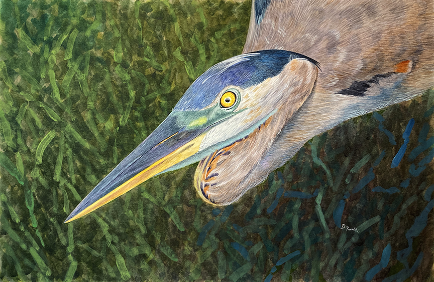 <em>Eyed, Great Blue Heron</em><span>water media</span><span>18 x 12</span><span>$475</span>