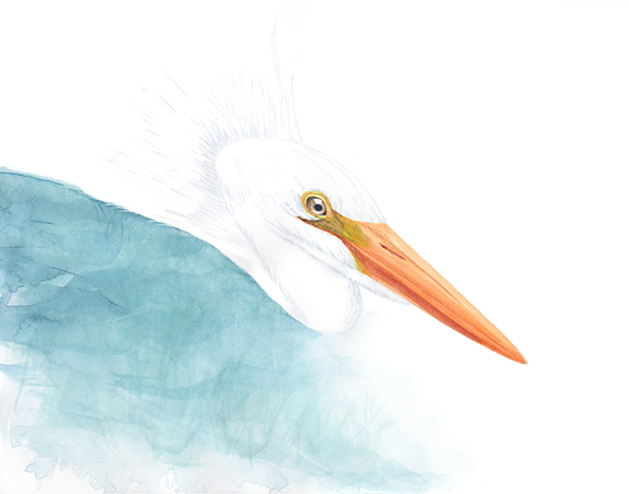 <em>Great Egret, IV</em><span>watercolor</span><span>14 x 11</span><span>$190</span>