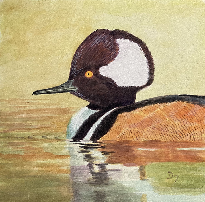 <em>Still Waters, Hooded Merganser</em><span>Neocolor</span><span>6 x 6</span><span>$120</span>