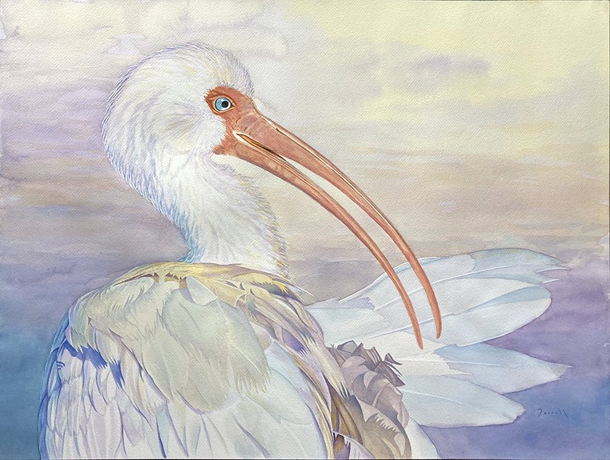 <em>Morning Preening</em><span>transparent watercolor</span><span>24 x 18</span><span>Sold</span>