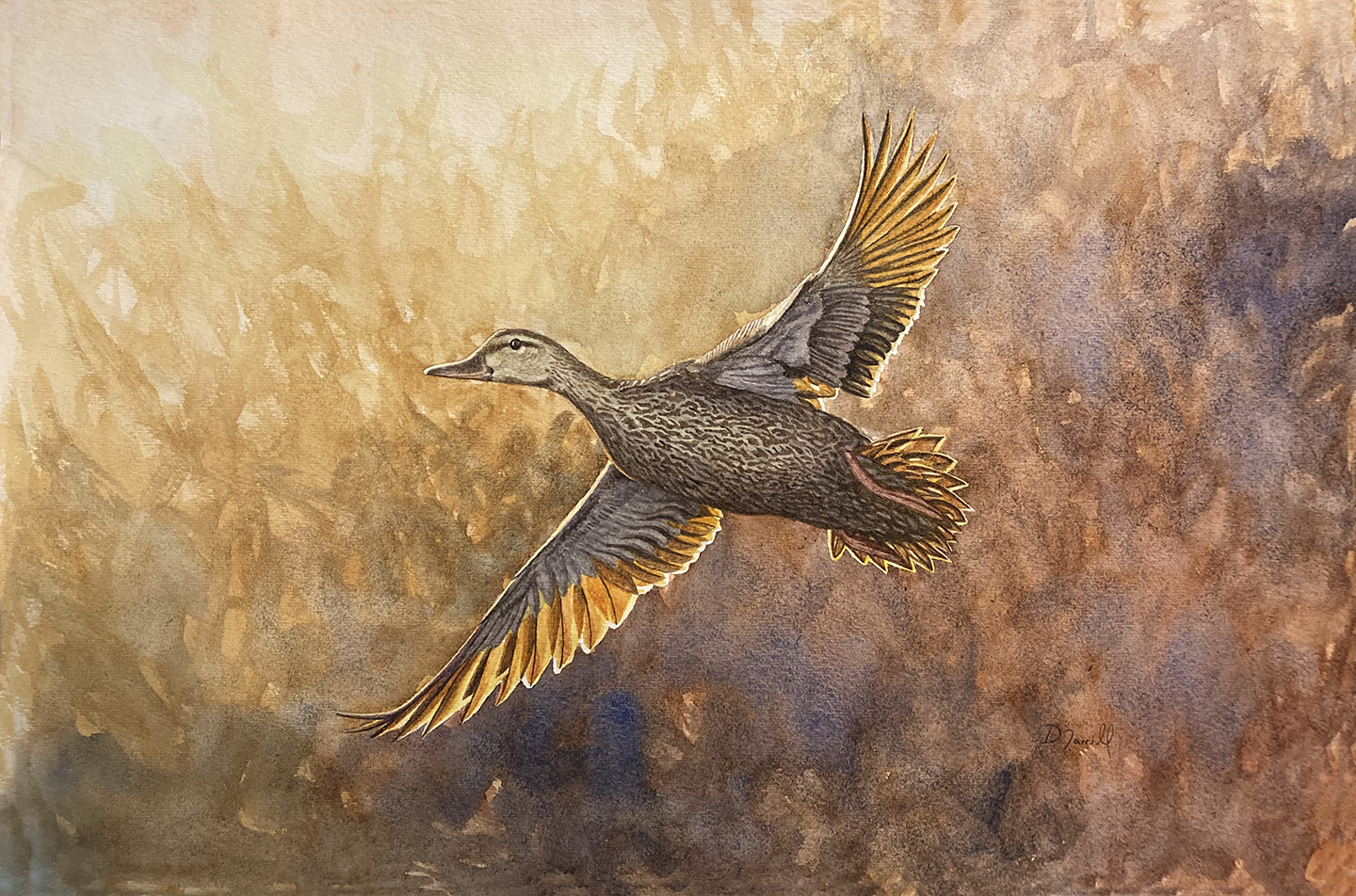 <em>Mottled Duck in Flight</em><span>watercolor</span><span>18 x 12</span><span>$475</span>