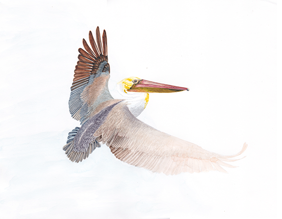 <em>Pelican, IV</em><span>watercolor</span><span>14 x 11</span><span>$190</span>