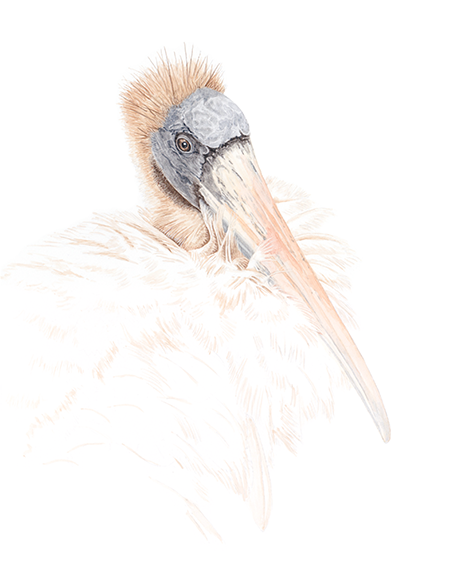 <em>Woodstork, IV</em><span>watercolor</span><span>11 x 14</span><span>$190</span>